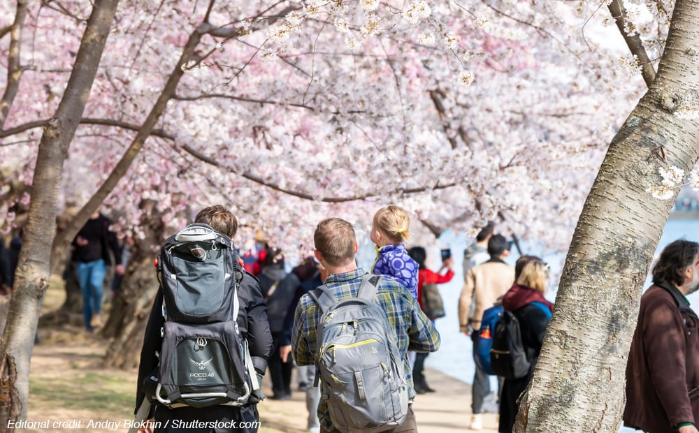 Family exploring the DC cherry blossom trees