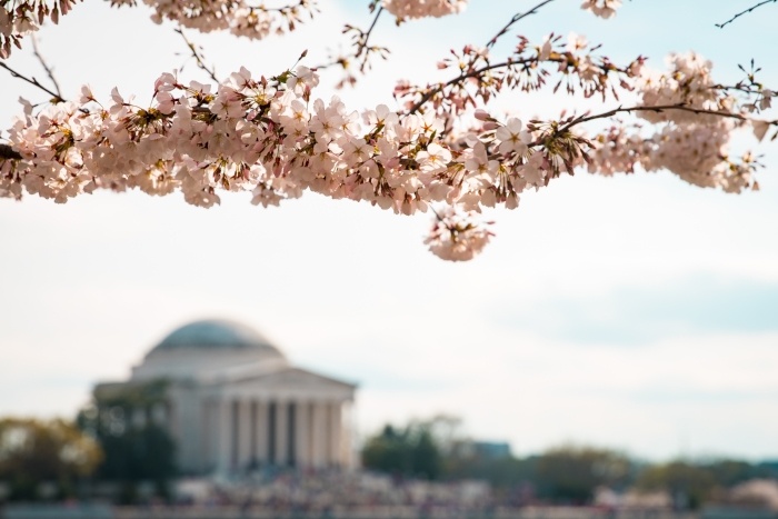 Cherry-Blossoms_Blurred-Jefferson-Memorial -056023-edited.jpg