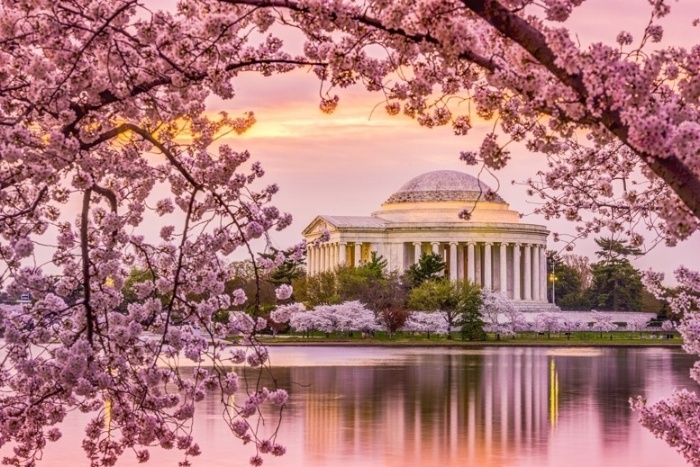 washington nationals cherry blossom